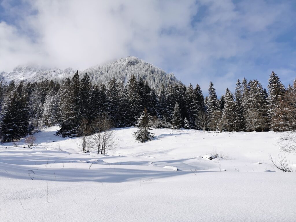 Verschneite Winterlandschaft auf der Grimmialp mit Tannenwald und Berg im Hintergrund