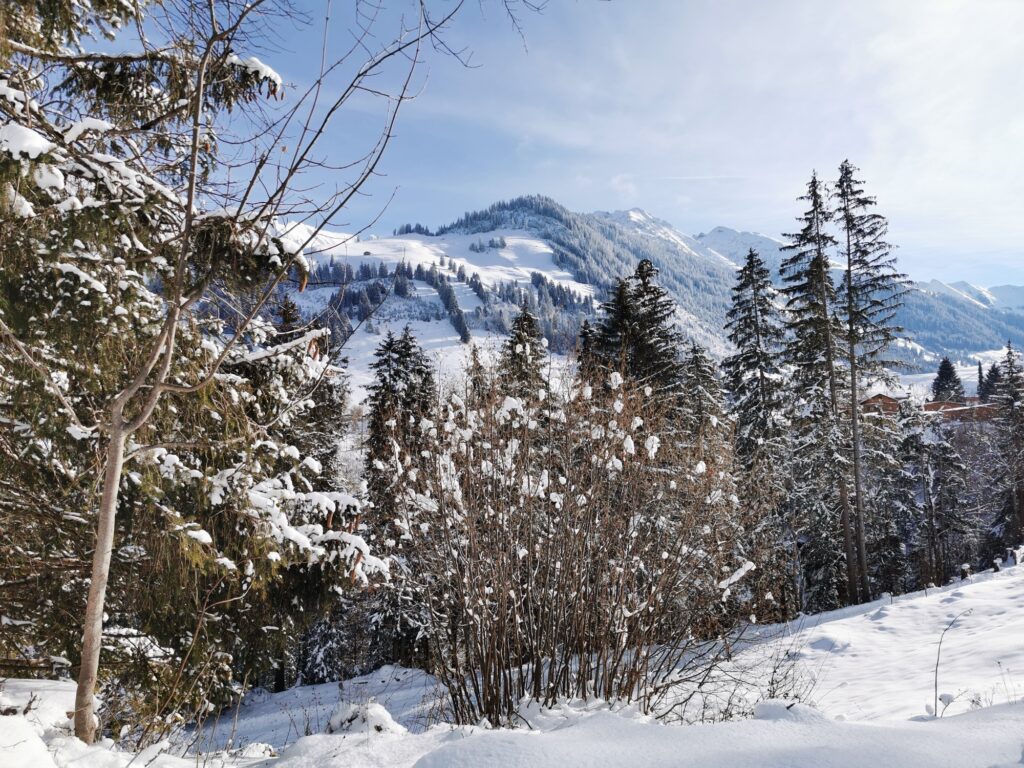 Schneebedeckte Hänge und Wälder bei der Winterwanderung auf der Grimmialp