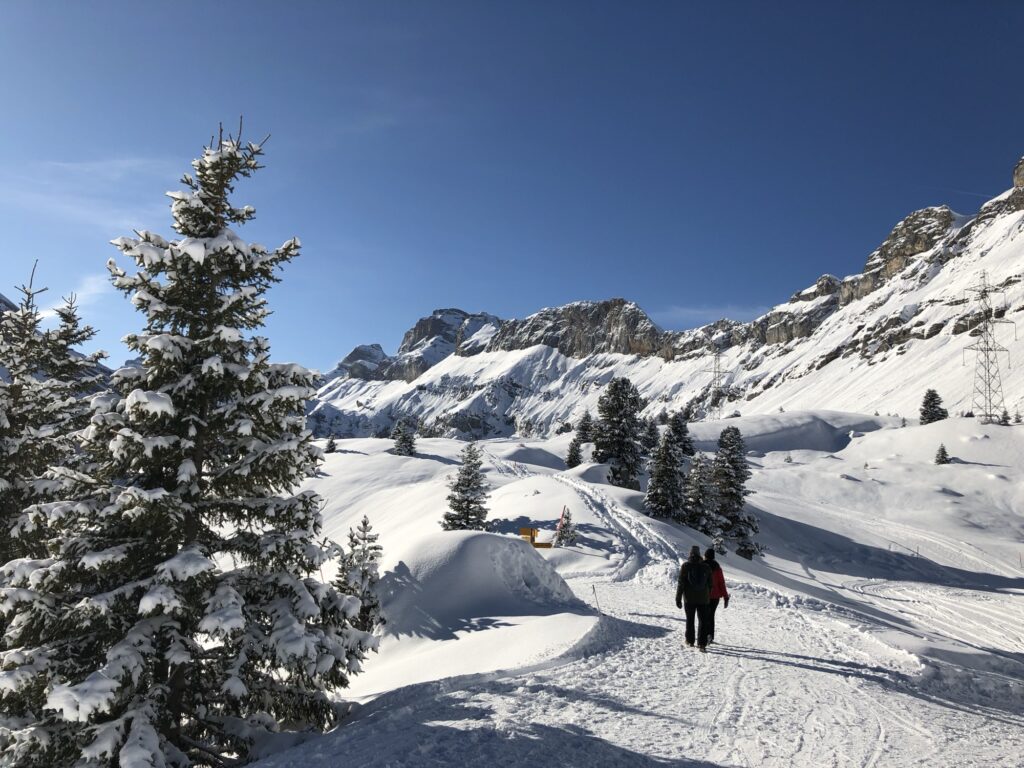 Winterwanderweg durch verschneite Hügel und Tannen mit Blick auf imposante Felswände der Schweizer Alpen