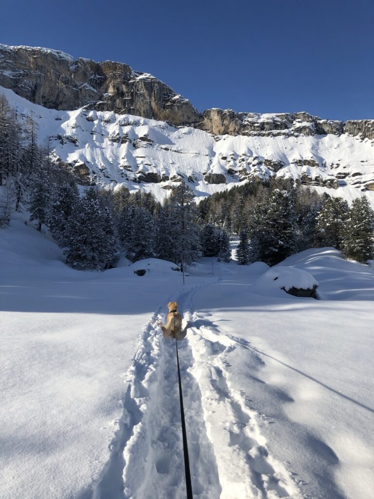 Winterwanderung mit Hund an der Leine auf verschneitem Pfad, umgeben von verschneitem Wald und alpiner Bergkulisse