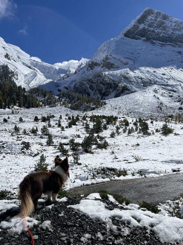Hund auf Winterwanderung in den Schweizer Alpen mit Blick auf verschneite Bergflanken und alpine Hochlandschaft