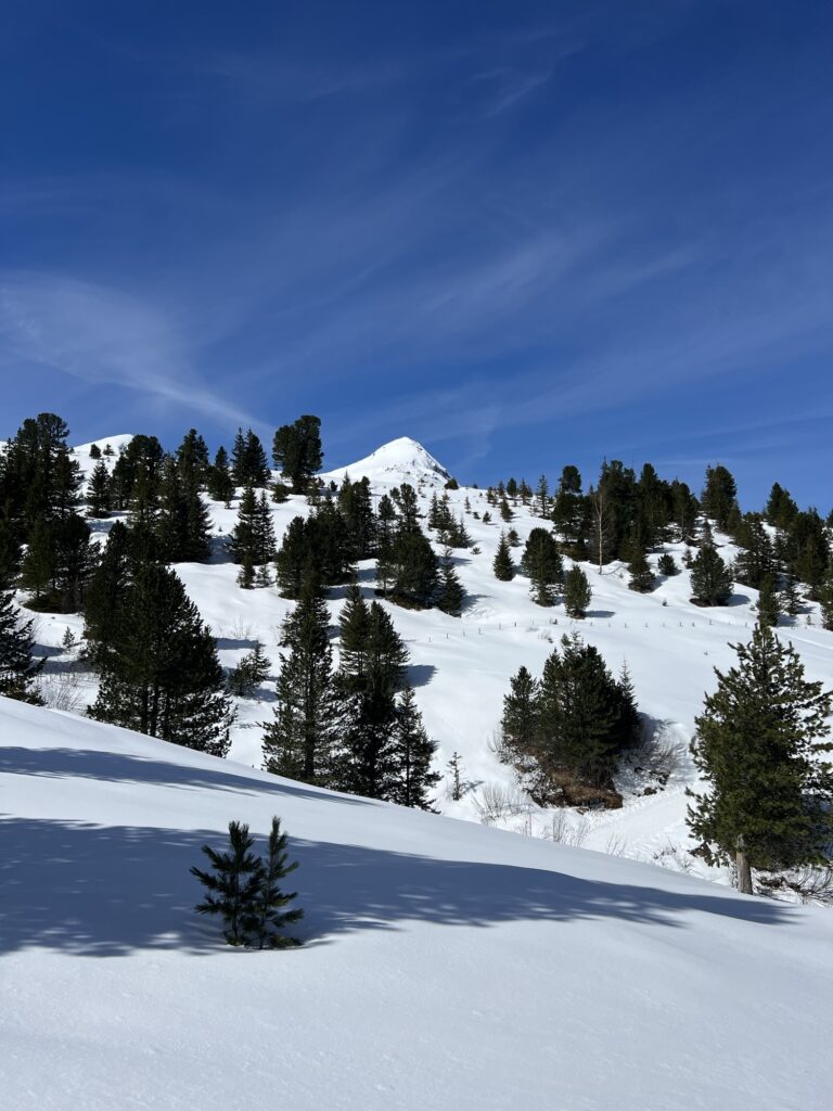 Winterlandschaft im Berner Oberland mit verschneiten Hügeln, Tannen und freier Sicht entlang des Winterwanderwegs.