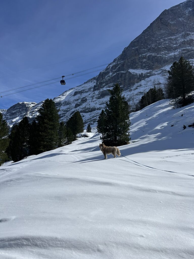 Hund auf verschneitem Hang unterhalb der Eigernordwand entlang des Winterwanderwegs zwischen Kleiner Scheidegg und Alpiglen.
