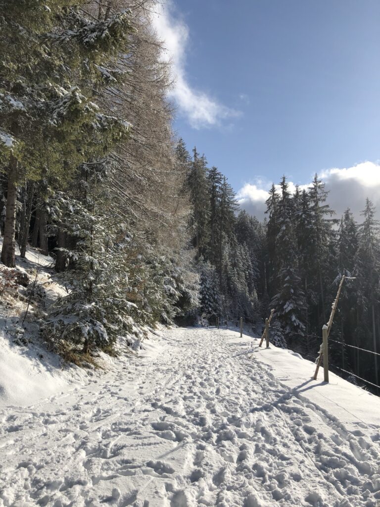 Verschneiter Winterwanderweg durch den Wald bei Heiligenschwendi – ruhiger Abschnitt der Winterwanderung zur Blueme