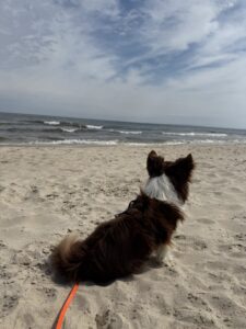Hund sitzt am Strand und blickt aufs Meer – Reisen mit Hund bedeutet Rücksicht und gemeinsame Momente
