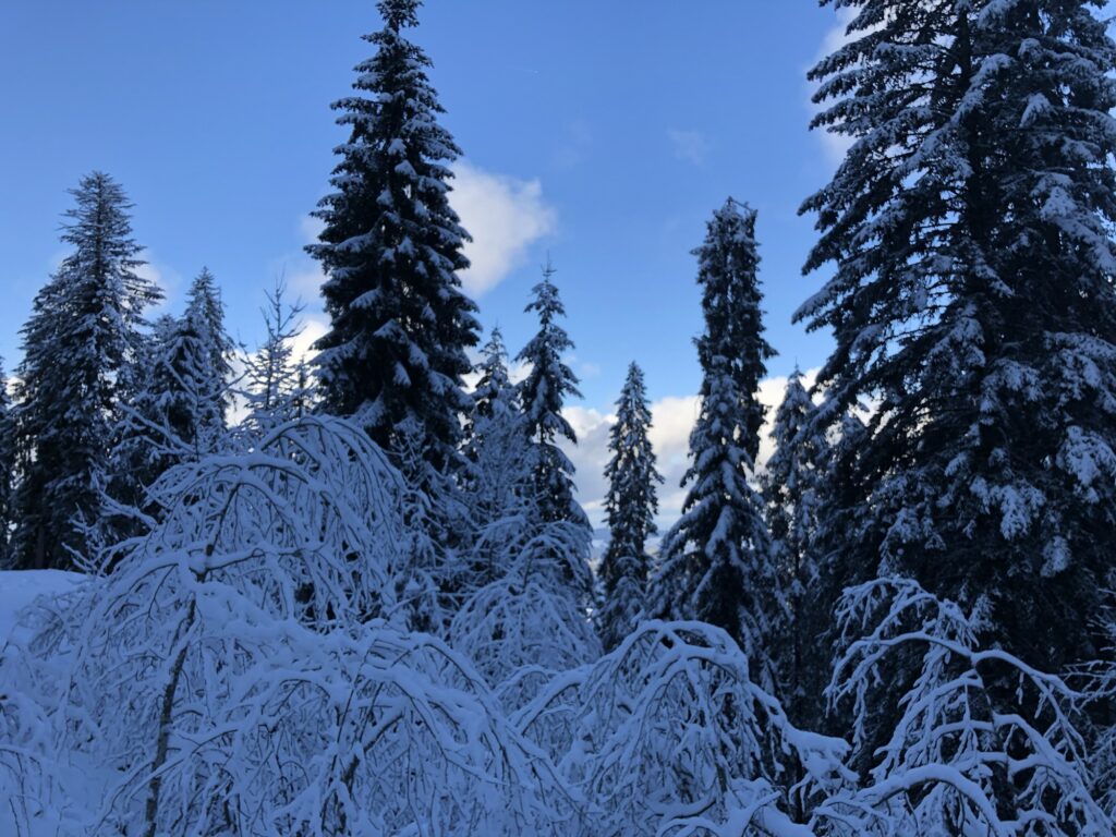 Verschneiter Winterwald mit Tannen bei Heiligenschwendi – ruhige Passage auf der Winterwanderung zur Blueme