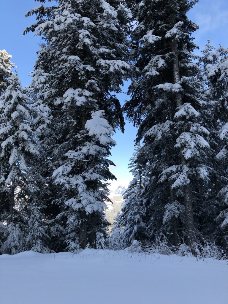Dicht verschneiter Bergwald oberhalb von Heiligenschwendi – Winterwanderung im Berner Oberland