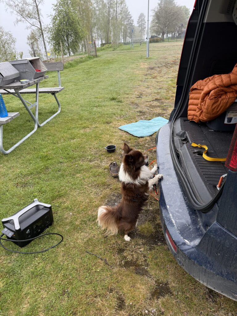 Hund steht am offenen Kofferraum des Campers – Alltag beim Reisen mit Hund im Vanlife