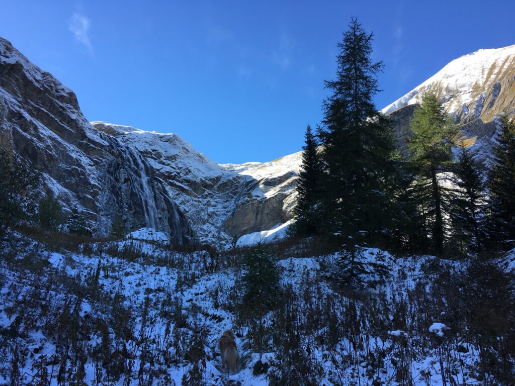 Wanderweg nahe dem Engstligenfall im Winter mit Tannen, Schnee und Bergblick