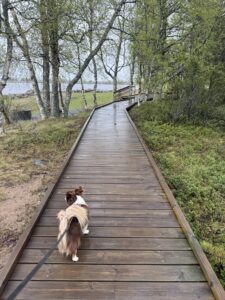 Hund läuft angeleint über Holzsteg in der Natur – Wandern und Reisen mit Hund