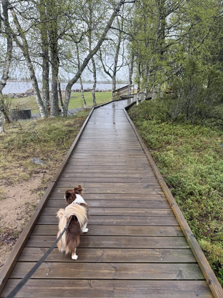 Hund läuft angeleint über Holzsteg in der Natur – Wandern und Reisen mit Hund