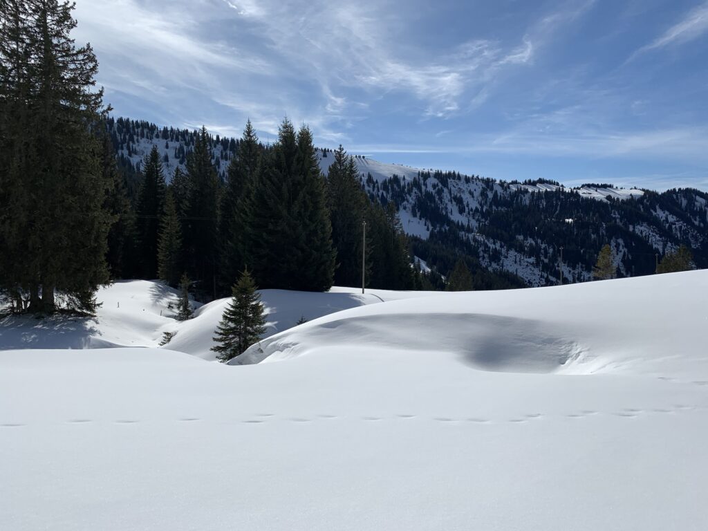 Winterliche Schneelandschaft auf der Lombachalp mit Tannen und sanften Hügeln