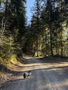 Waldweg beim Wandern in Bern – entspannte Winterwanderung mit Hund auf einem Berner Wanderweg