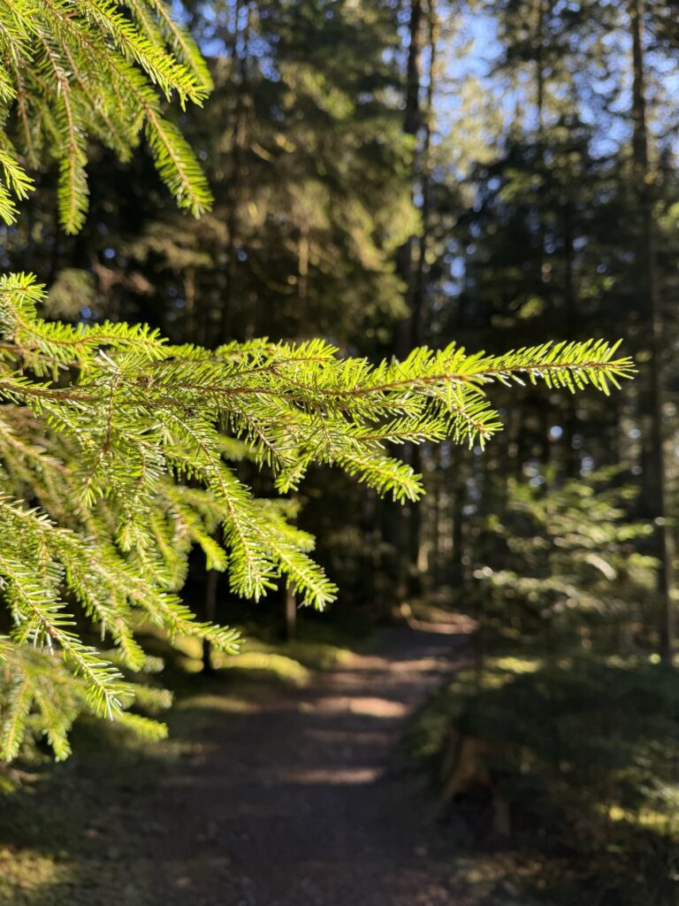 Tannenzweig im Sonnenlicht im Wald beim Wandern in Bern – Naturdetails entlang eines Berner Wanderwegs