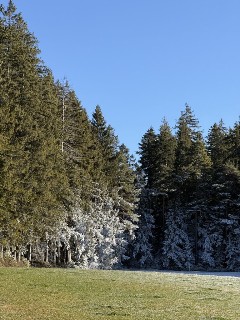 Übergang von Winterwald zu offener Wiese beim Wandern in Bern – abwechslungsreicher Berner Wanderweg