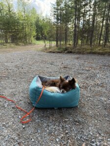 Hund schläft im Hundebett auf Kiesplatz im Wald – Vanlife mit Hund und Ruhezeiten