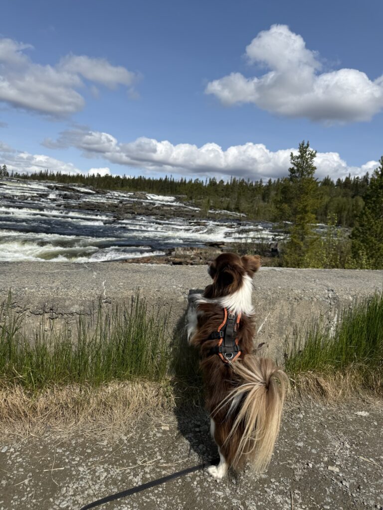 Hund steht angeleint und blickt auf einen Wasserfall – Reisen mit Hund bedeutet Staunen aus sicherer Distanz