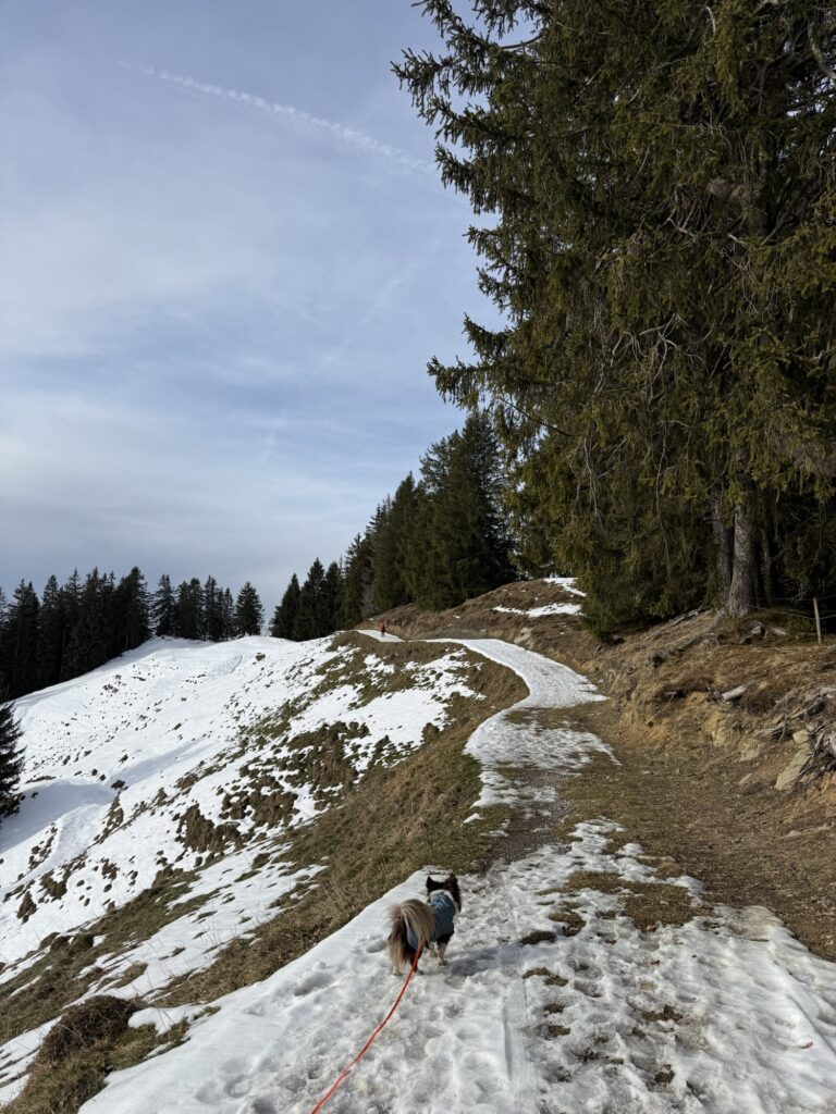 Winterwanderung mit Hund auf der Marbachegg – verschneiter Weg mit Bergpanorama