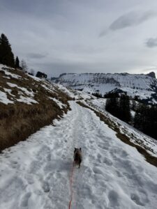 Winterwanderung mit Hund auf der Marbachegg – verschneiter Weg mit Bergpanorama