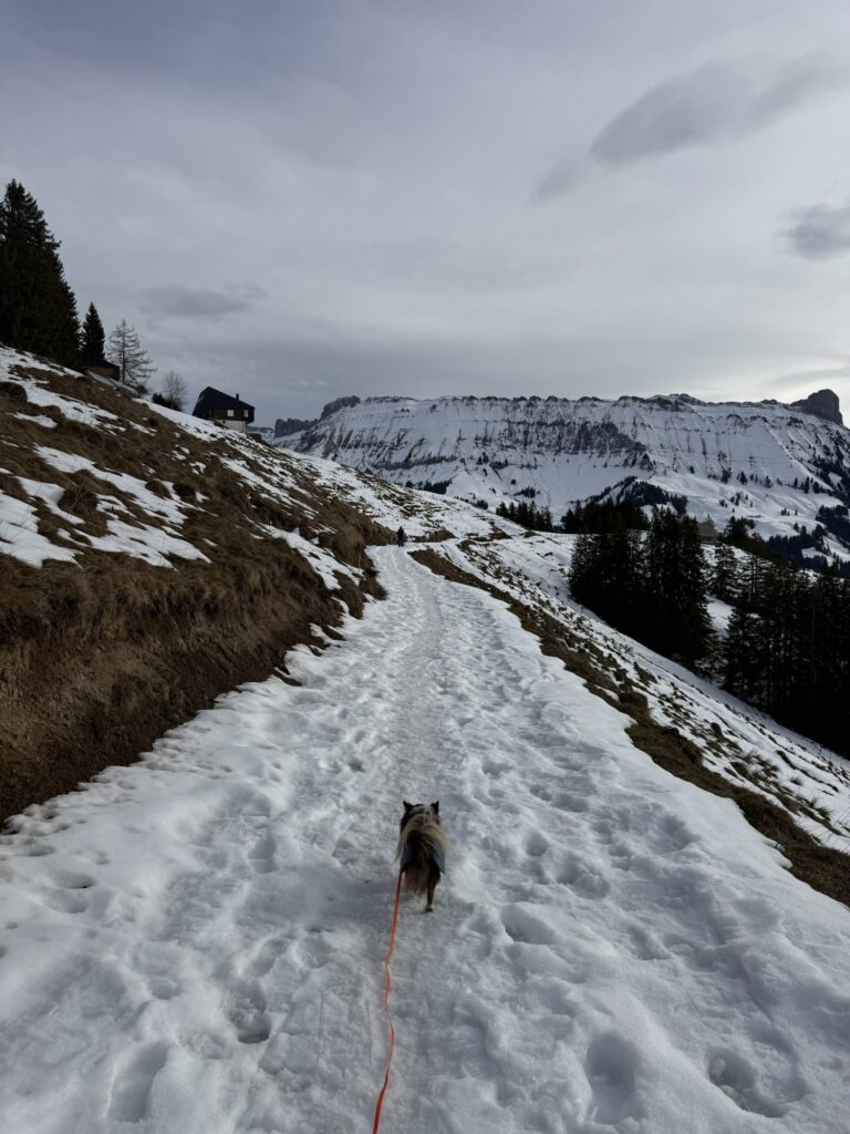 Winterwanderung mit Hund auf der Marbachegg – verschneiter Weg mit Bergpanorama