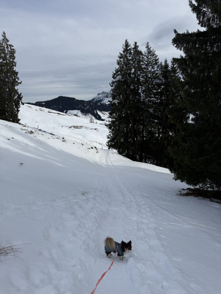 Winterwanderung mit Hund auf der Marbachegg – verschneiter Weg mit Bergpanorama