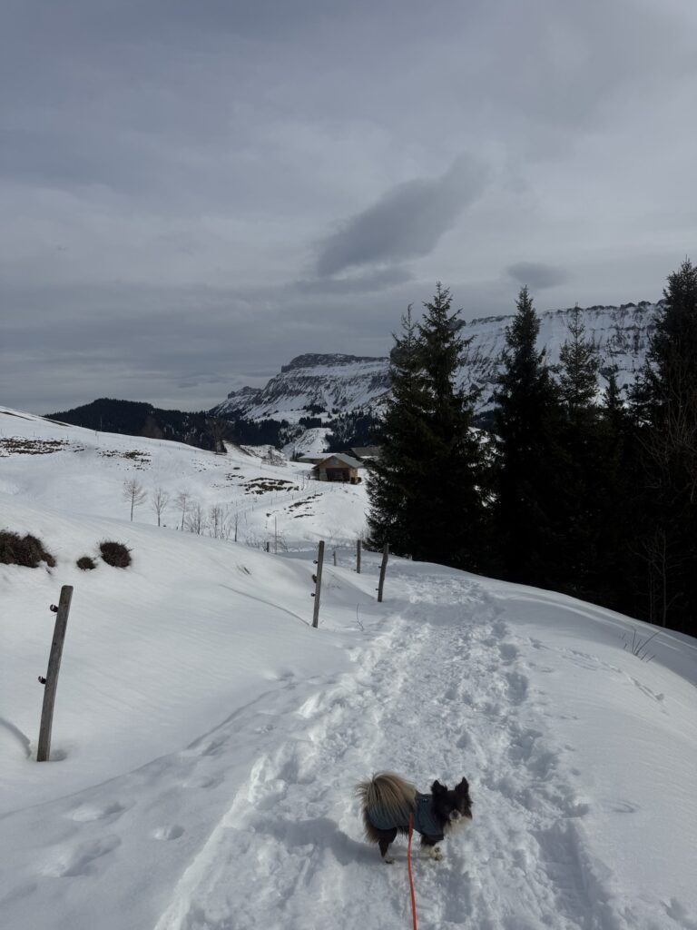 Winterwanderung mit Hund auf der Marbachegg – verschneiter Weg mit Bergpanorama