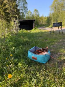Hund schläft im Hundebett auf einem Rastplatz – Vanlife mit Hund braucht Rückzugsorte