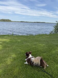 Hund liegt angeleint auf einer Wiese mit Blick auf einen See – Reisen mit Hund heisst Geduld