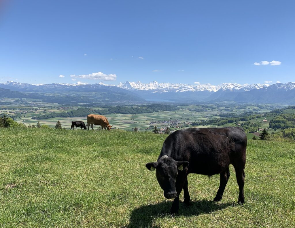 Kühe auf der Weide mit Alpenpanorama beim Rundweg Bütschelegg