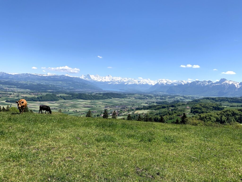 Kühe auf der Weide mit Alpenpanorama beim Rundweg Bütschelegg