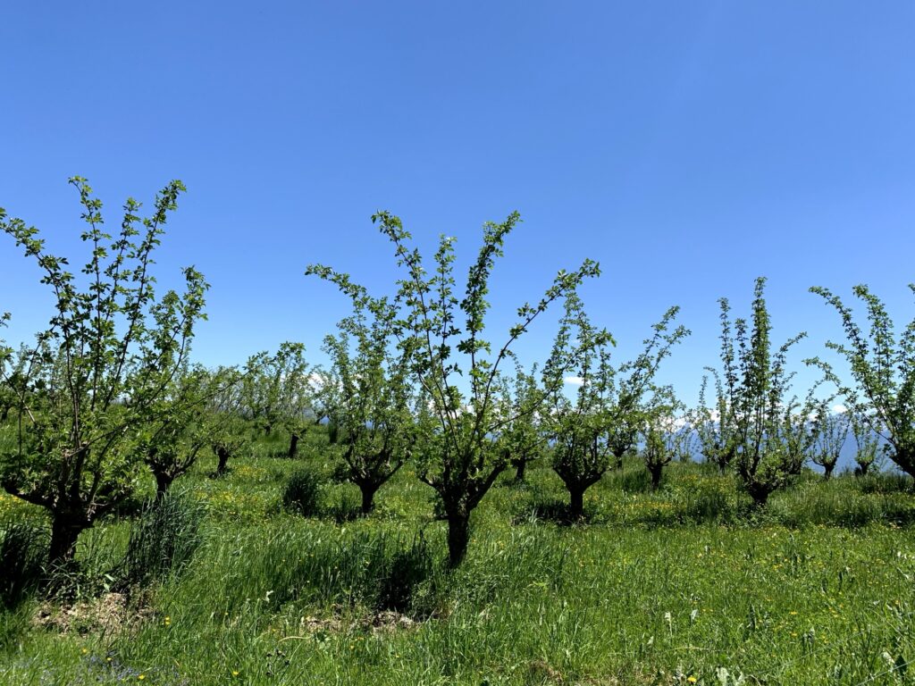 Obstbäume auf einer Wiese entlang des Rundwegs Bütschelegg