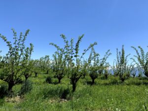 Obstbäume auf einer Wiese entlang des Rundwegs Bütschelegg