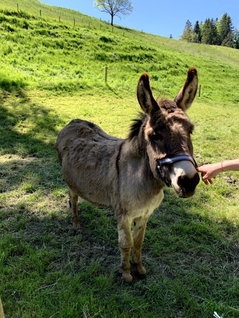 Esel auf der Weide entlang des Rundwegs Bütschelegg im Emmental
