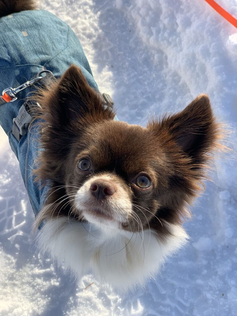 Kleiner braun-weisser Langhaar-Chihuahua mit Mantel schaut im Schnee nach oben, Sonnenlicht spiegelt sich in seinen Augen.