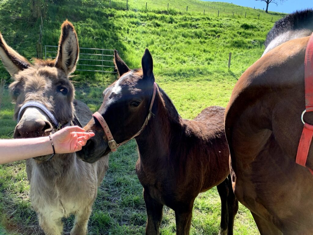 Begegnung mit Esel und Pferd auf dem Rundweg Bütschelegg