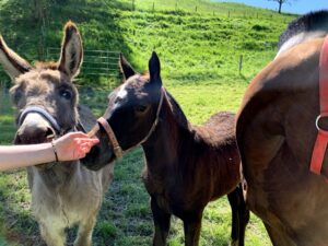 Begegnung mit Esel und Pferd auf dem Rundweg Bütschelegg