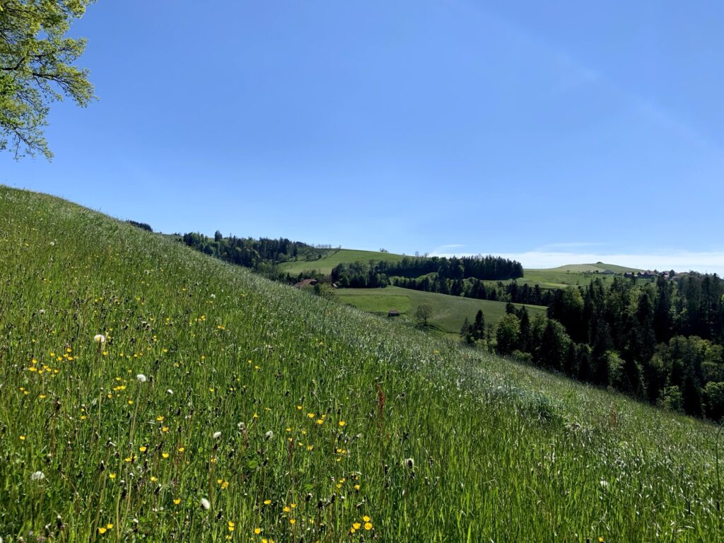 Blumenwiese am Hang entlang des Rundwegs Bütschelegg