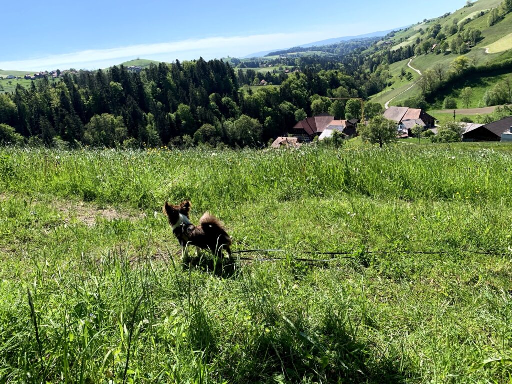 Hund geniesst die Aussicht über das Emmental beim Rundweg Bütschelegg