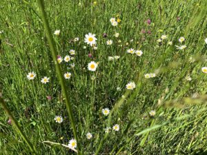 Blumenwiese mit Margeriten entlang des Rundwegs Bütschelegg