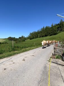 Kühe auf dem Wanderweg beim Rundweg Bütschelegg – typische Emmentaler Landschaft