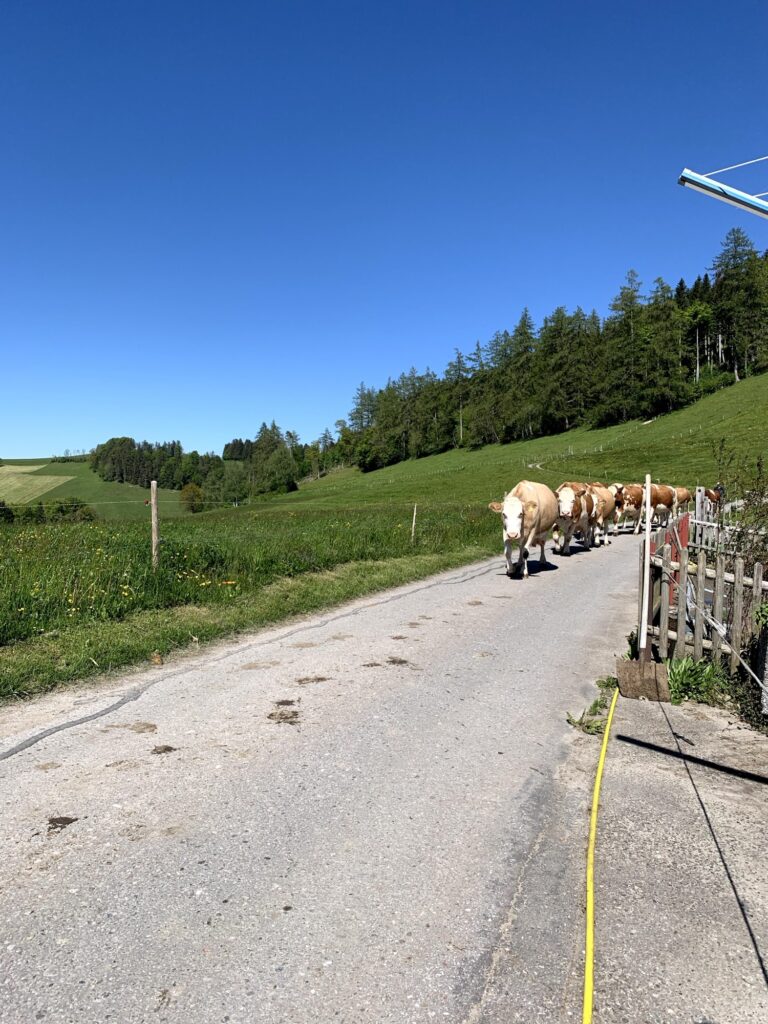 Kühe auf dem Wanderweg beim Rundweg Bütschelegg – typische Emmentaler Landschaft