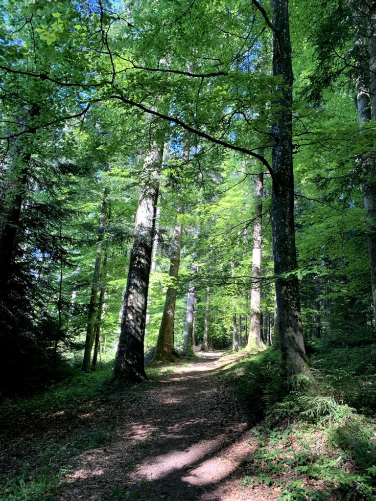 Schattiger Waldweg beim Rundweg Bütschelegg – ideal für Wanderungen im Sommer