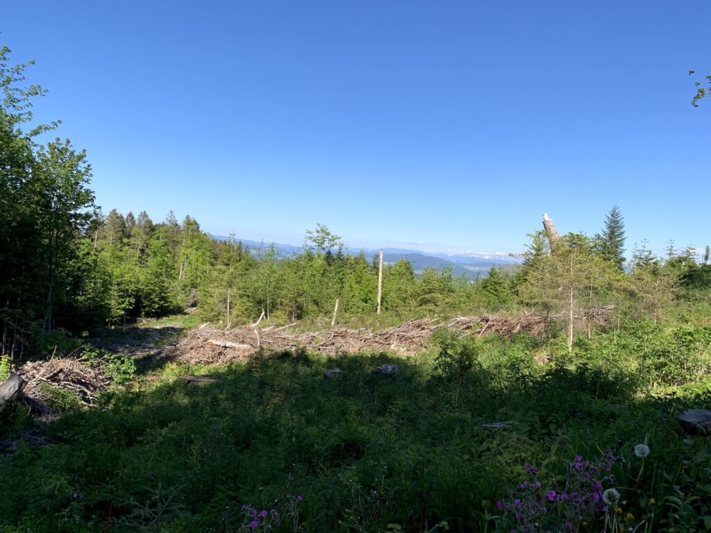 Waldlichtung mit Blick ins Emmental beim Rundweg Bütschelegg