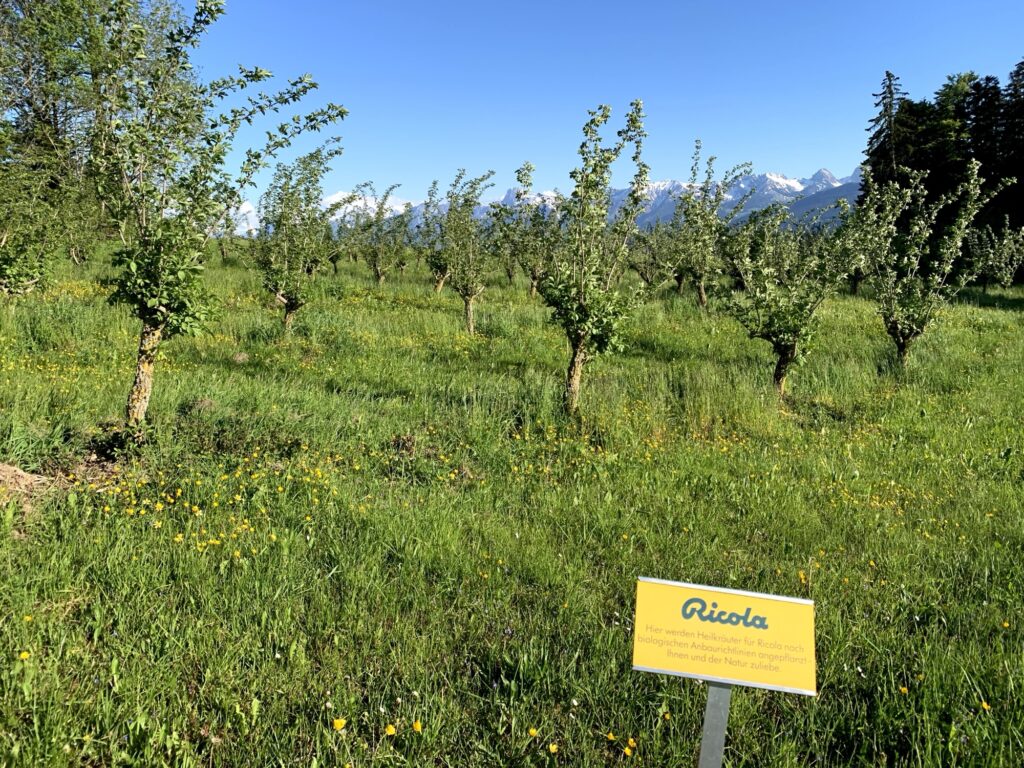 Heilkräuterfeld von Ricola am Rundweg Bütschelegg