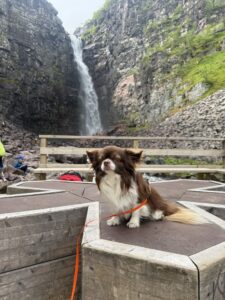 Hund sitzt vor einem Wasserfall auf einer Plattform – Ausflüge mit Hund erfordern Rücksicht