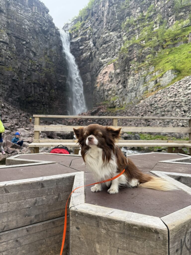 Hund sitzt vor einem Wasserfall auf einer Plattform – Ausflüge mit Hund erfordern Rücksicht