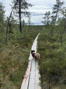 Hund läuft angeleint über einen Holzsteg durch Moorlandschaft – Wandern mit Hund unterwegs