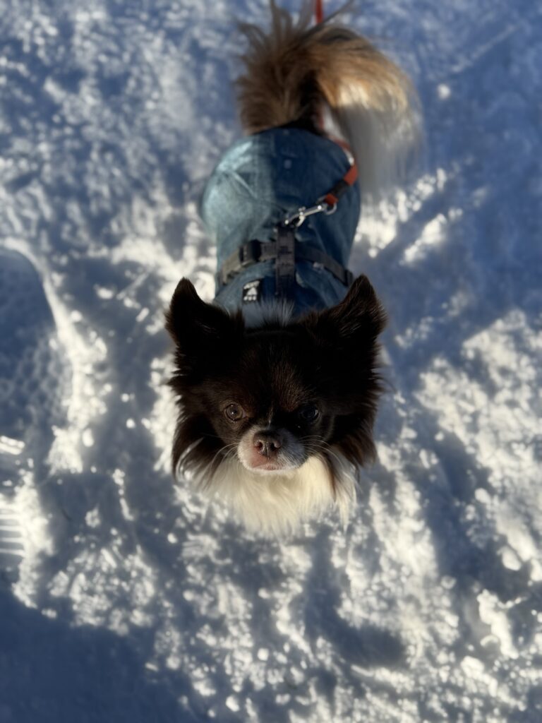 Kleiner braun-weisser Hund blickt von unten in die Kamera, warmes Sonnenlicht fällt auf sein Gesicht und den Schnee.