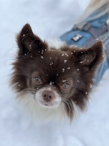 Nahaufnahme eines kleinen Hundes mit Schneeflocken im Fell, der ruhig in die Kamera blickt.