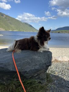 Hund entspannt auf einem Felsen am See – Reisen mit Hund in der Natur